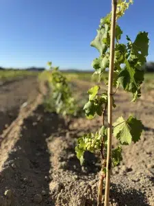 Jeune pied de vigne dans le vignoble de Maison Wines & Tees, symbole de l'origine d'un grand vin.